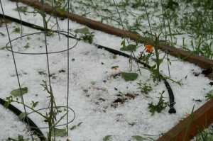 hail damaged tomatoes